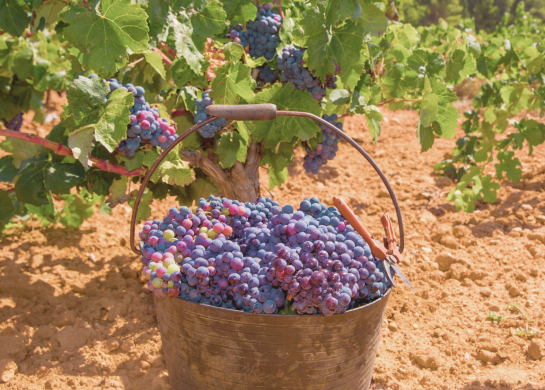 food and wine experiences